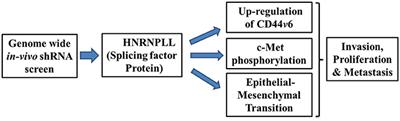 Commentary: HNRNPLL, a newly identified colorectal cancer metastasis suppressor, modulates alternative splicing of CD44 during epithelial-mesenchymal transition